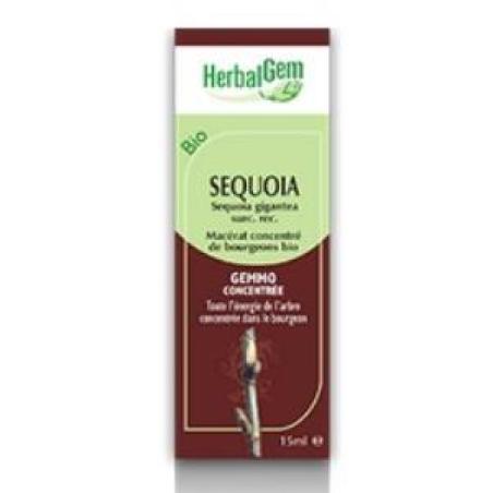 SEQUOIA macerado glicerinado 50ml.