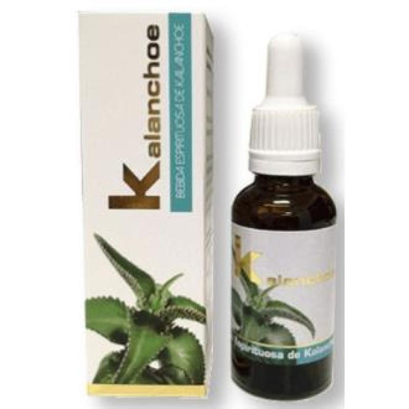 KALANCHOE 30ml.