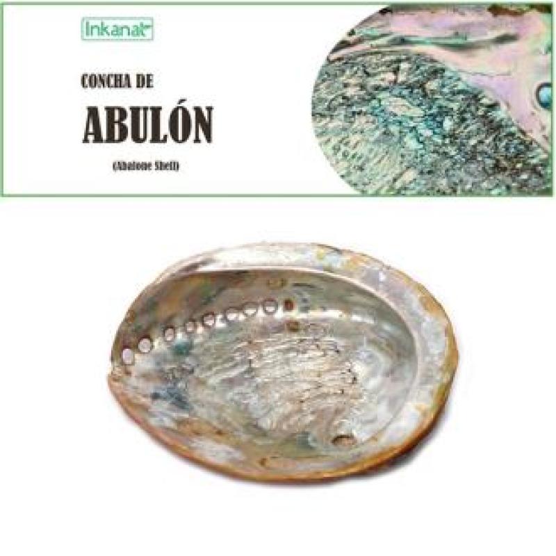 CONCHA DE ABULON 12-14cm 1ud.