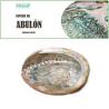 CONCHA DE ABULON 12-14cm 1ud.